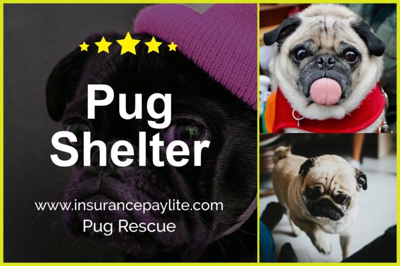 Pug Rescue